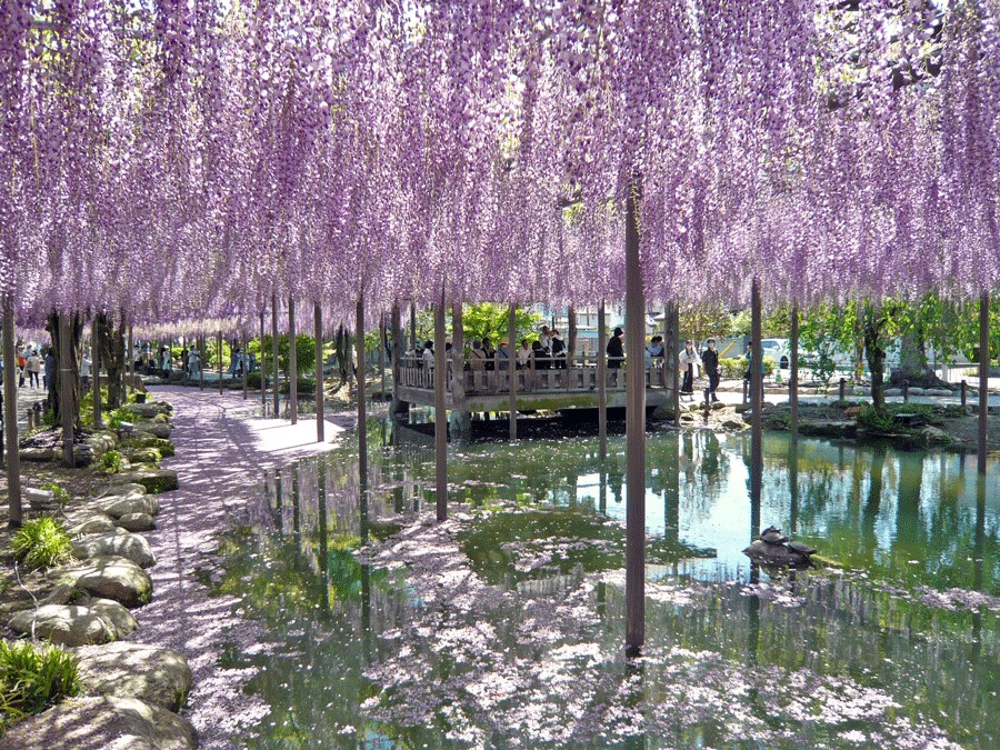  天王川のの桜